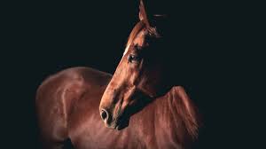Detroit West Side Tragedy: Loose Horse Killed in Fatal Car Crash at Evergreen and Lyndon