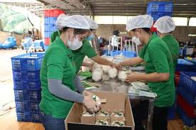 Việt Nam eyes opportunities for fruit and vegetable export to China