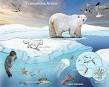 Tundra and ArcticAntarctic ecosystems - ARWGII Chapter 4