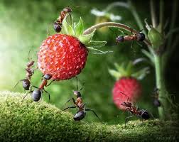 Image result for SEMUT KUAT