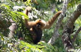 Image result for gibbon