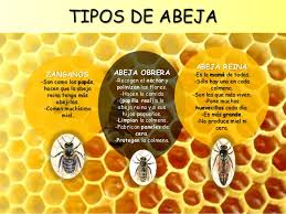 Resultado de imagen de tipos de abejas