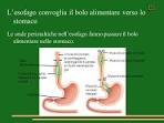 Cos la peristalsi gastrointestinale? 