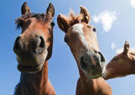Image result for HORSE