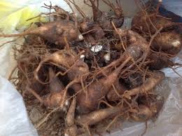 Kết quả hình ảnh cho củ ấu tẩu