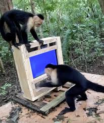 AI opens new era in cognitive studies of wild primates