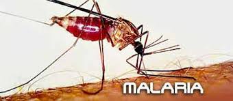 Resultado de imagen para Malaria