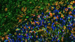  Cancer Agency Awards More Than $3 Million to University of Texas at Austin Scientists