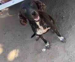 Street Dog Tick Infestation: When Otic Parasitosis Turns Rescue into a Veterinary Emergency