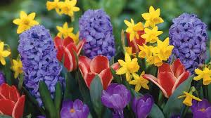 Image result for spring flowers