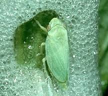 Image result for spittle bug