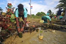 Belize Bets on Mangrove Recovery: From Local Planting to National Plan