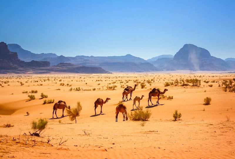 Wadi Rum Protected Area