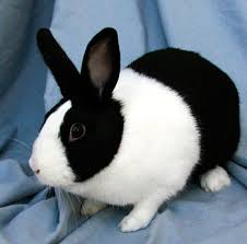 Image result for dutch rabbit