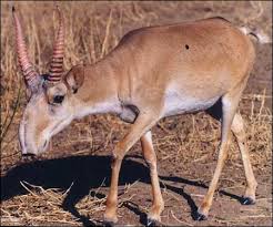 Résultat de recherche d'images pour "saiga antelope"