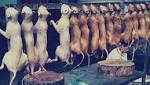 مطعم يقدم لحم كلاب لزبائنه