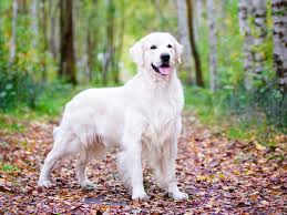 Bildergebnis für golden retriever
