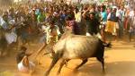 Tamil Nadu: gored death, injured
