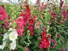 Hollyhocks