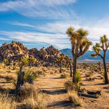 CSUN Professor Hopes Lancaster Joshua Tree Exhibit Draws Attention to the 
Threats Faced by the Species