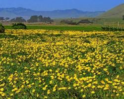 Image of Sonoma Coast State Park during super bloom