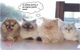 Résultat de recherche d'images pour "image rigolote"