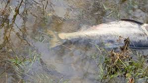 bighead carp Picture