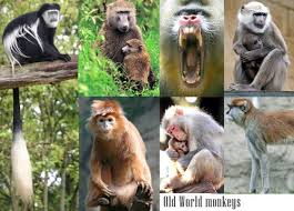 Image result for monkeys