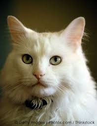 Pet Cat High blood pressure in cats is now recognized as a condition that if left untreated can cause serious illness and death. - pet-cat04.12