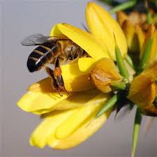 Resultado de imagem para abelha na flor e borboleta