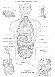 Resultado de imagen para cuerpo humano