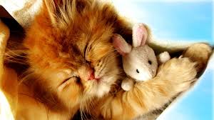 Image result for cute cat images hd