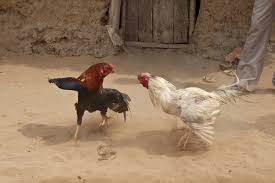 Ayam bangkok thailand tulen
