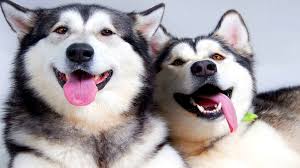 husky에 대한 이미지 검색결과