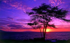 Resultado de imagen de purple tumblr