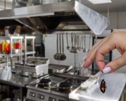 Image de professional kitchen stainless steel cockroaches pest control background