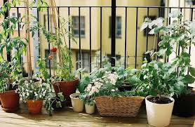 Image result for pictures of potted plants in our homes