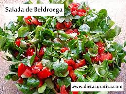 Resultado de imagem para beldroega