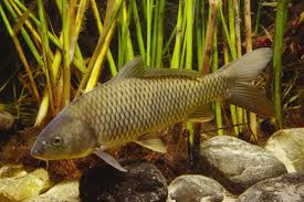 Hasil gambar untuk cyprinus carpio