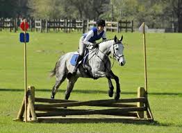 Image result for horse cross country