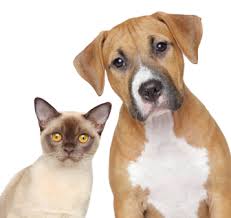 Résultat de recherche d'images pour "cats and dogs living together pictures"