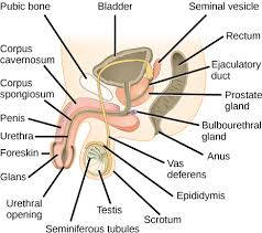 Image result for how to insert male organ into female organ