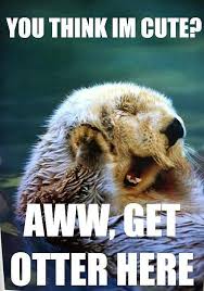 Image result for Animal Meme