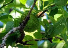 Image result for hedge apples