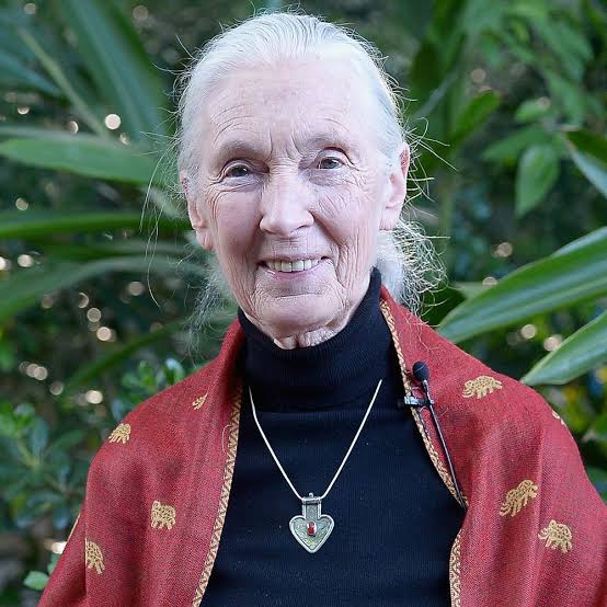 Jane Goodall: Biography, Animal Scienctist, Chimpanzees