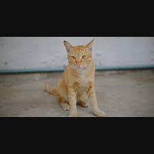 ഒരു മണിക്കൂറിനുള്ളിൽ തള്ളപ്പൂച്ചയും രണ്ട് കുഞ്ഞുങ്ങളും ചേർന്ന് പിടികൂടിയത് എട്ട് പാമ്പുകളെ!