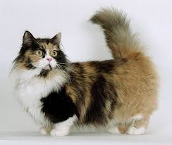 Bildergebnis für langhaar katze