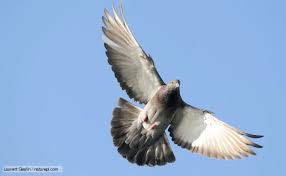 Image result for pigeons