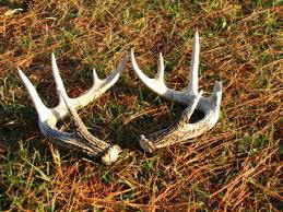Image result for buck antlers