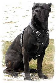 Risultati immagini per cane molosso foto